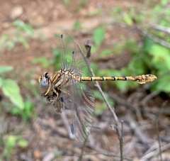 Crenigomphus hartmanni