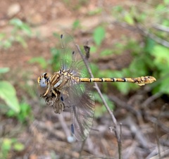 Crenigomphus hartmanni