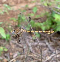 Crenigomphus hartmanni