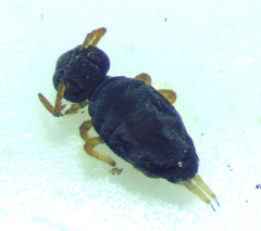 Sminthurinus atrapallidus