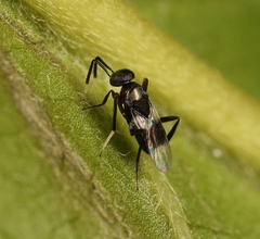 Homalotylus hemipterinus