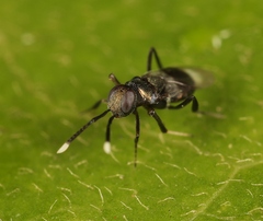 Homalotylus hemipterinus