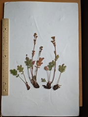 Potentilla litoralis