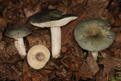 Russula redolens