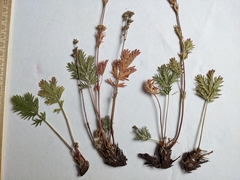 Potentilla litoralis