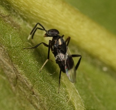 Homalotylus hemipterinus