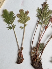 Potentilla litoralis