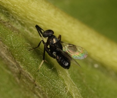 Homalotylus hemipterinus