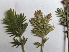 Potentilla litoralis