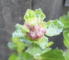 Rhopalomyia californica