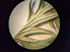 Potentilla litoralis