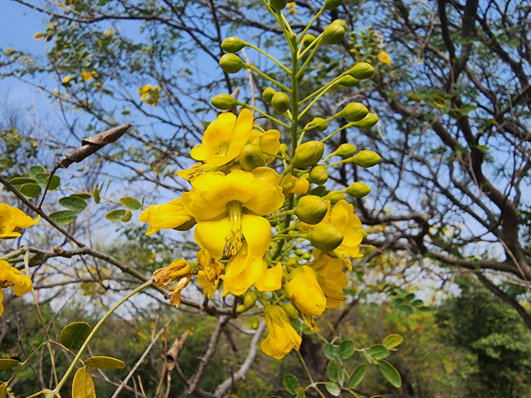 Erythrostemon mexicanus (Rose) Gagnon & G.P.Lewis