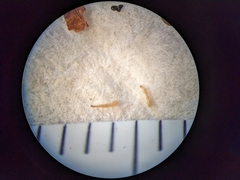 Potentilla litoralis