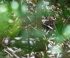 Aurivela tergolaevigata