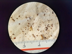 Potentilla litoralis