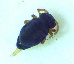 Sminthurinus atrapallidus