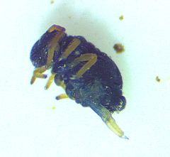 Sminthurinus atrapallidus