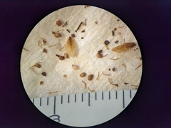 Potentilla litoralis