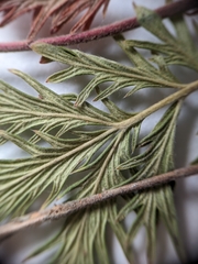 Potentilla litoralis