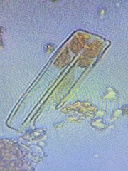 Fragilaria