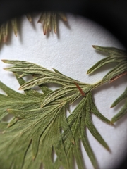 Potentilla litoralis