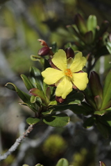 Hibbertia altigena