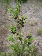 Chamaecyparis thyoides