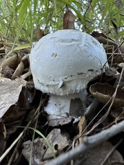 Amanita velosa