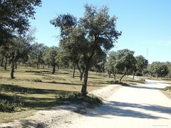 Quercus rotundifolia