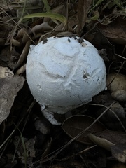 Amanita velosa