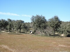Quercus rotundifolia