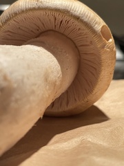 Amanita velosa
