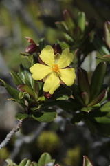 Hibbertia altigena