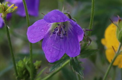 Geranium sylvaticum