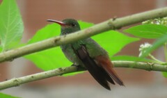 Amazilia tzacatl