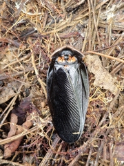 Monastria biguttata