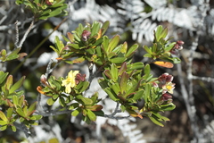 Hibbertia altigena