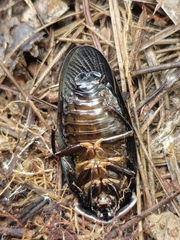 Monastria biguttata