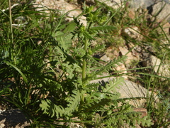 Emmenanthe penduliflora