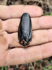 Monastria biguttata