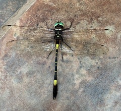 Phyllomacromia contumax