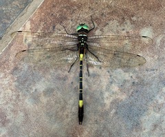 Phyllomacromia contumax