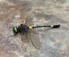 Phyllomacromia contumax