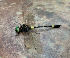 Phyllomacromia contumax