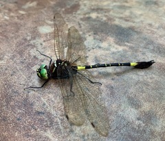 Phyllomacromia contumax