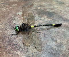 Phyllomacromia contumax