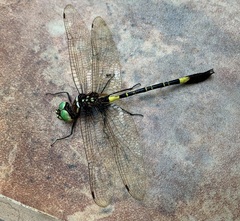 Phyllomacromia contumax