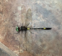 Phyllomacromia contumax