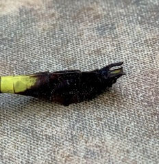 Phyllomacromia contumax