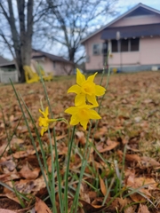 Narcissus jonquilla